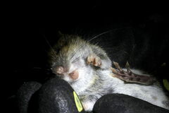 Apodemus flavicollis