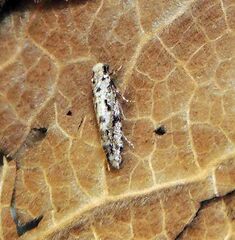 Nemapogon granella