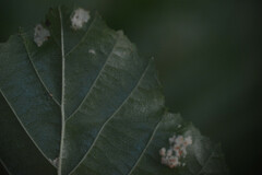 Acalitus brevitarsus