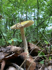 Amanita muscaria