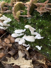 Pleurocybella porrigens