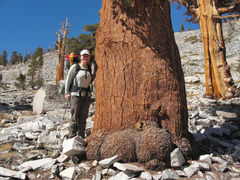 Pinus balfouriana austrina