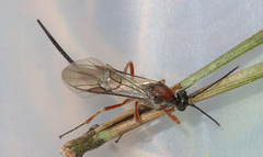 Earinus elator