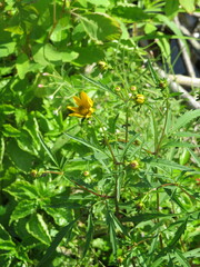 Bidens trichosperma