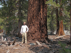 Abies magnifica magnifica