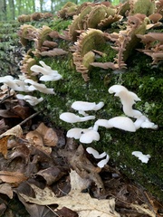 Pleurocybella porrigens