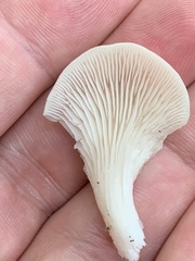 Pleurocybella porrigens