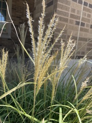 Miscanthus sinensis