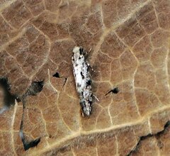 Nemapogon granella