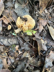 Cuphophyllus pratensis