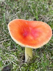 Amanita parcivolvata