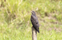 Rostrhamus sociabilis