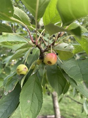 Malus baccata