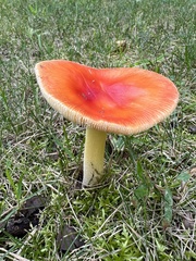 Amanita parcivolvata