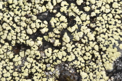 Rhizocarpon