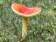Amanita parcivolvata