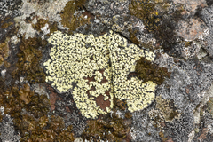 Rhizocarpon