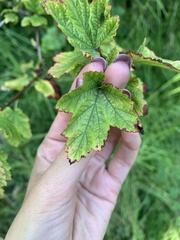 Physocarpus capitatus
