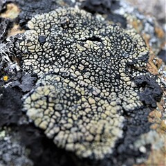 Calvitimela armeniaca