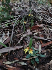 Caladenia flava