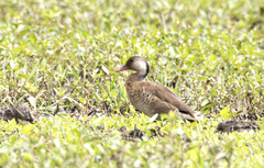 Amazonetta brasiliensis