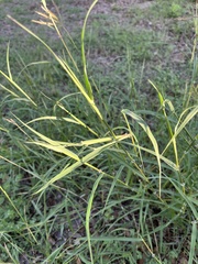 Dichanthium annulatum