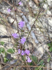 Liatris pauciflora var. secunda image