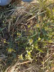 Clematis montevidensis
