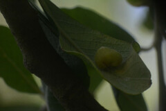 Euura pedunculi