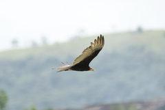 Cathartes burrovianus