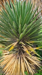 Yucca carnerosana