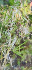 Epilobium parviflorum