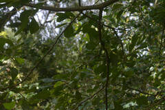 Euura pedunculi