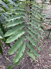 Cupaniopsis newmanii