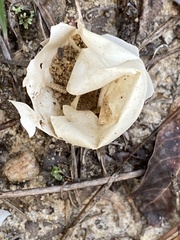 Emydidae