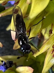 Platycheirus
