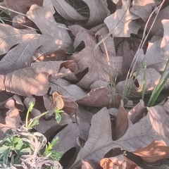 Poecilanthrax lucifer