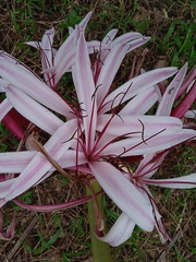 Crinum