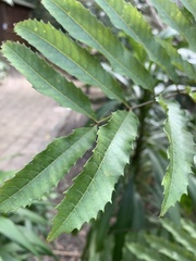 Cupaniopsis newmanii