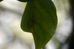 Euura pedunculi