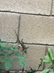 Sceloporus occidentalis
