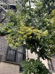 Koelreuteria paniculata