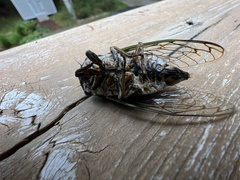 Neotibicen canicularis