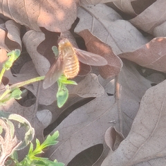 Poecilanthrax lucifer