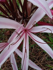 Crinum