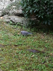 Columba palumbus
