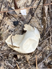 Emydidae
