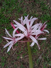 Crinum
