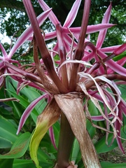 Crinum