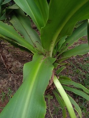 Crinum